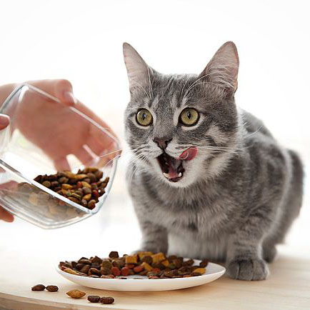 谈“谷”色变，猫粮中的谷物真的那么可怕吗？